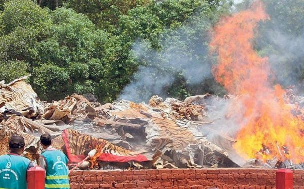तीन सयभन्दा बढी गैडाको खाग जलाएर खरानी