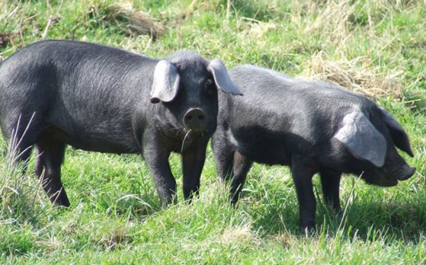 महोत्तरीका दुई गाउँपालिकामा जङ्गली सुँगुरले मचाएको छ आतङ्क